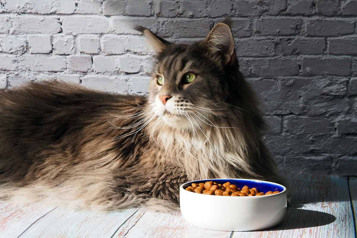 Bonne alimentation d'un Maine Coon