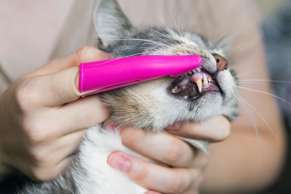 Brossage des dents d'un Maine Coon