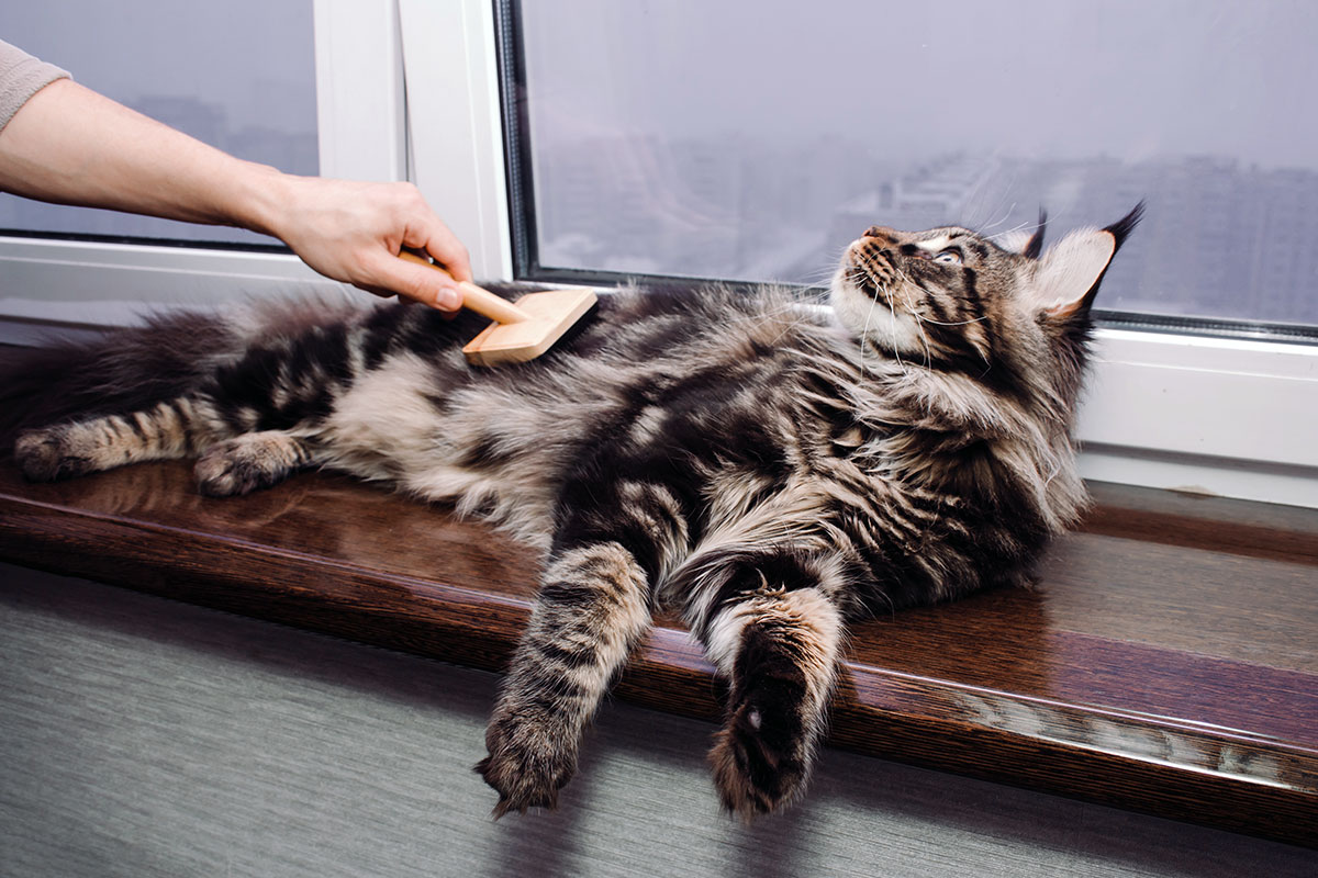 Brossage d'un Maine Coon