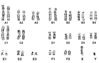 Le caryotype et les gènes du Maine Coon