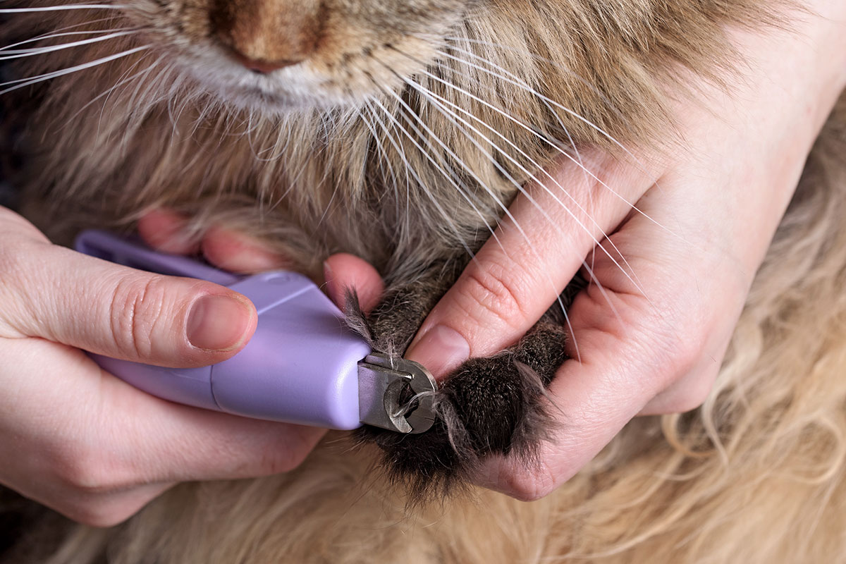 Couper les griffes d'un Maine Coon