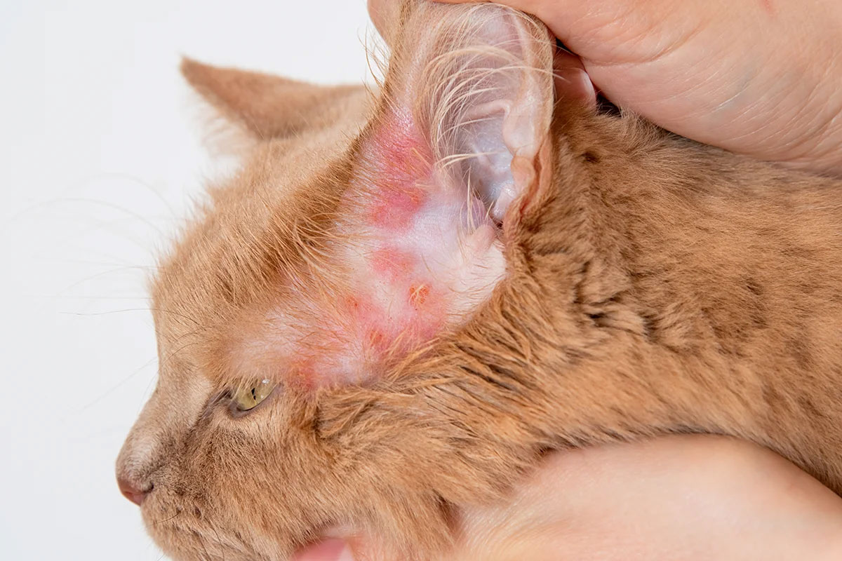 Dermatite chez le Maine Coon