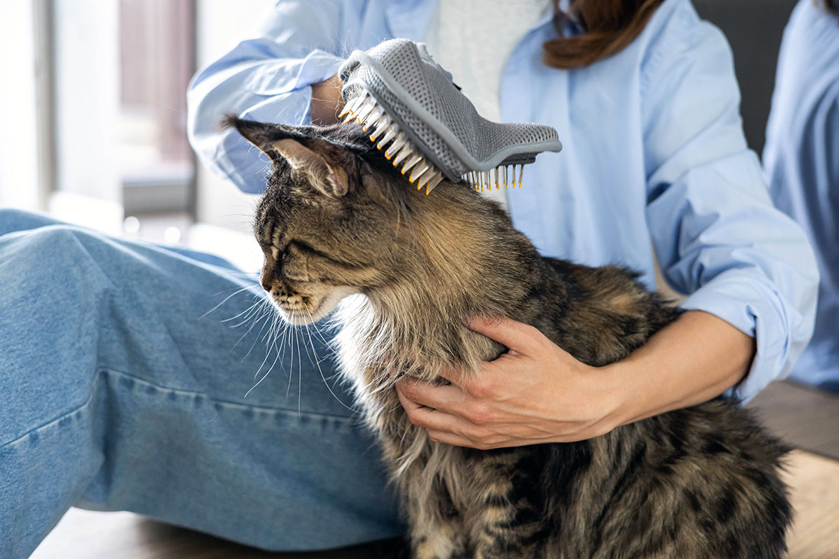 Gant de brossage pour Maine Coon