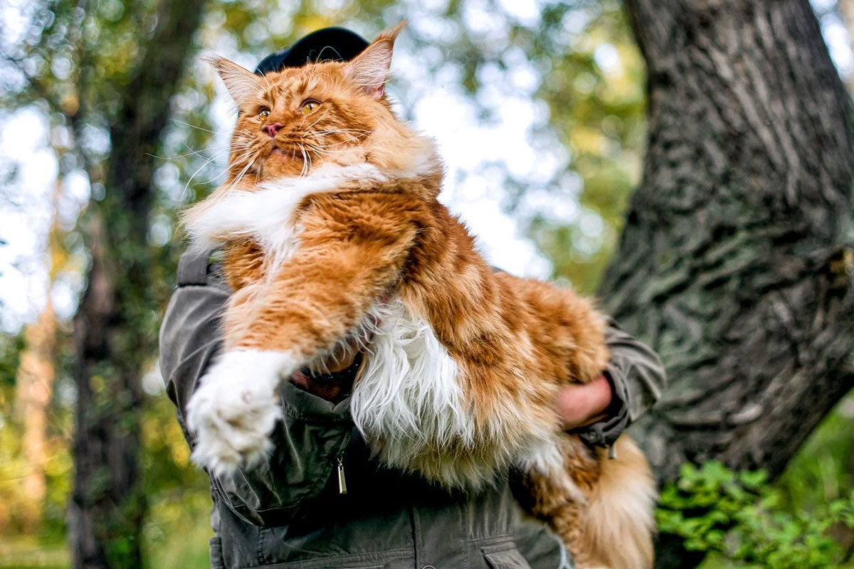 Magnifique Maine Coon XXL roux et blanc