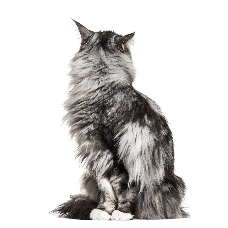 Maine Coon black silver blotched tabby et blanc