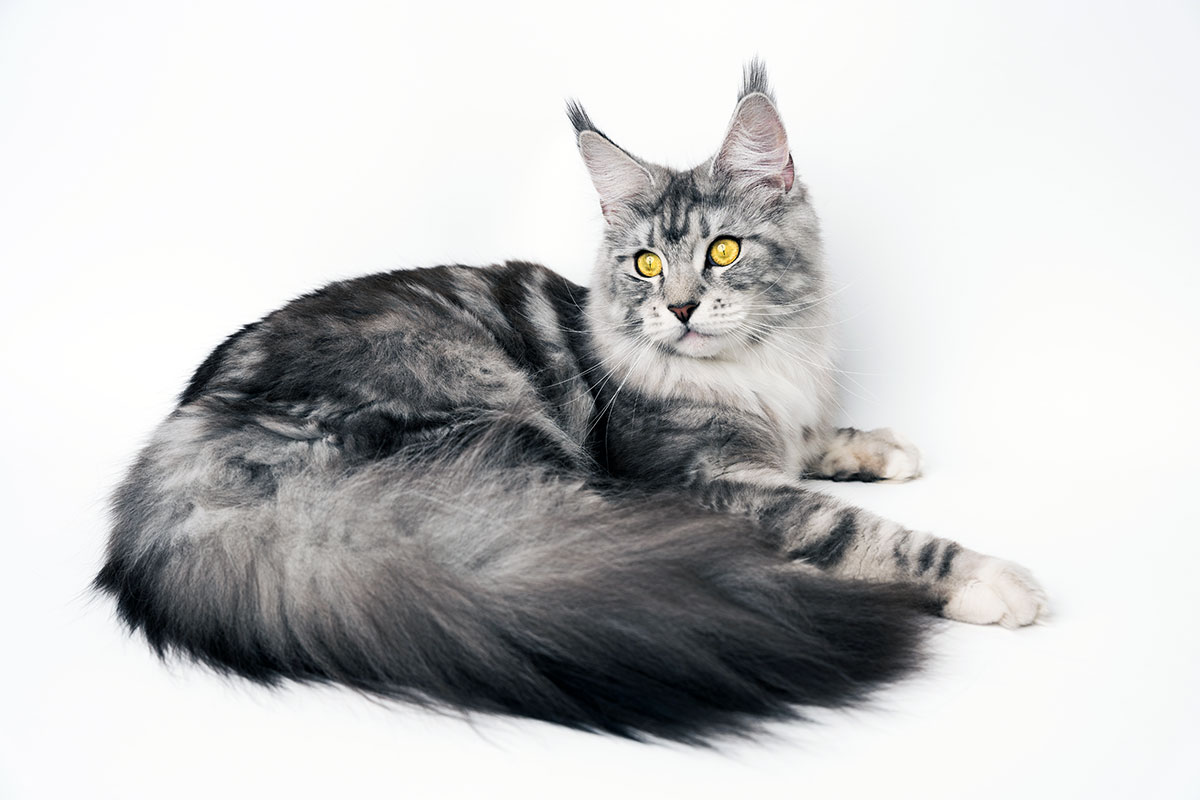 Maine Coon black silver tabby et blanc