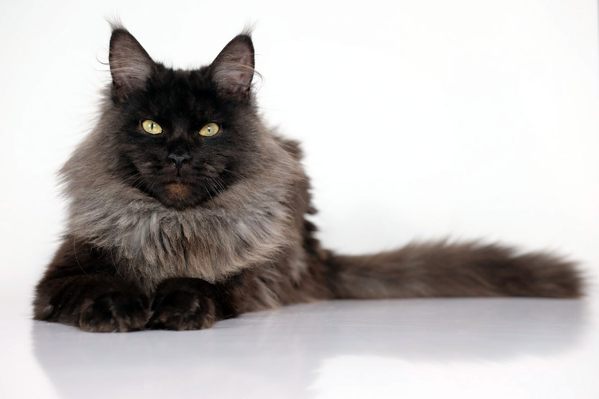 Maine Coon black smoke