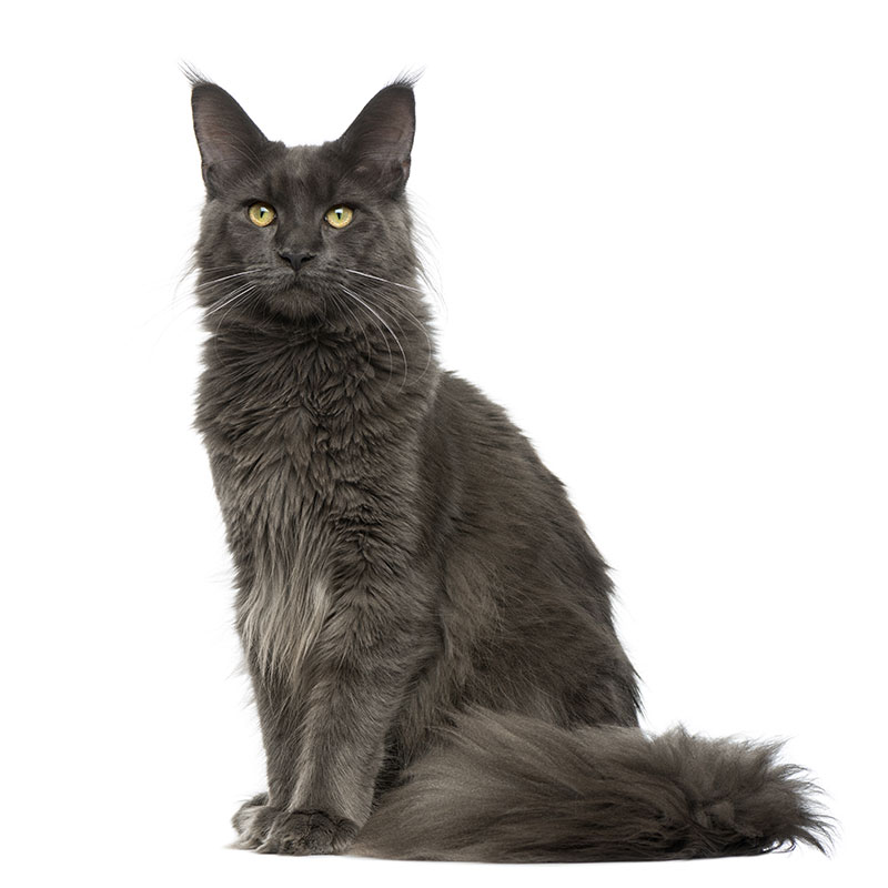 Maine Coon bleu solid (blue)