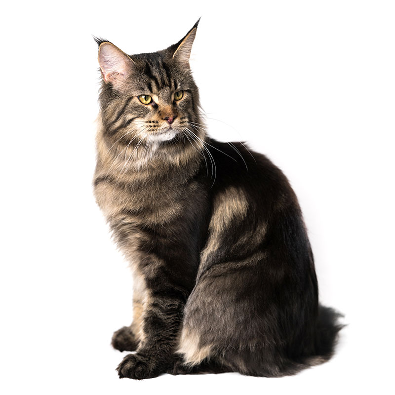 Maine Coon brown blotched tabby