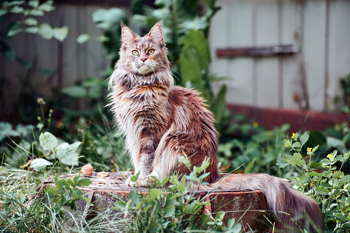 Maine Coon brown tortie blotched tabby