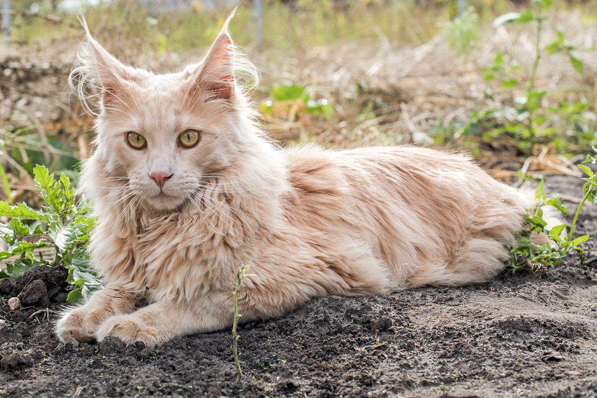Maine Coon crème