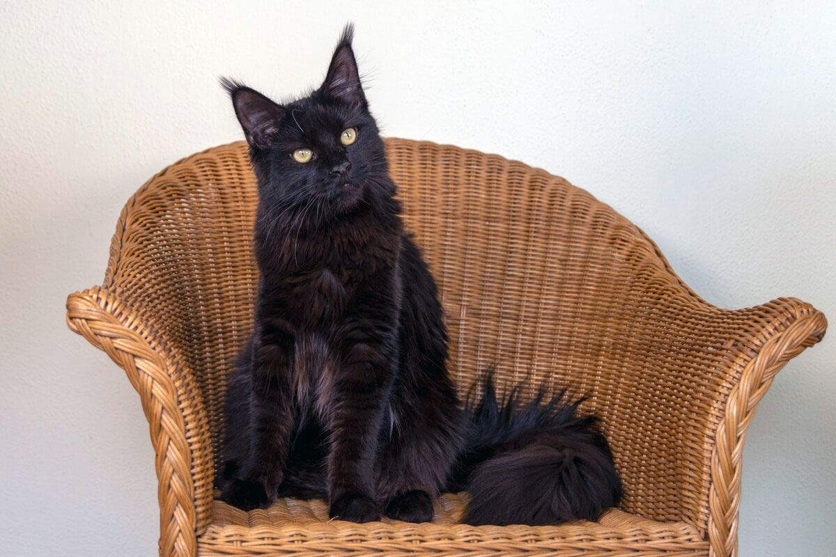 Maine Coon noir (black)
