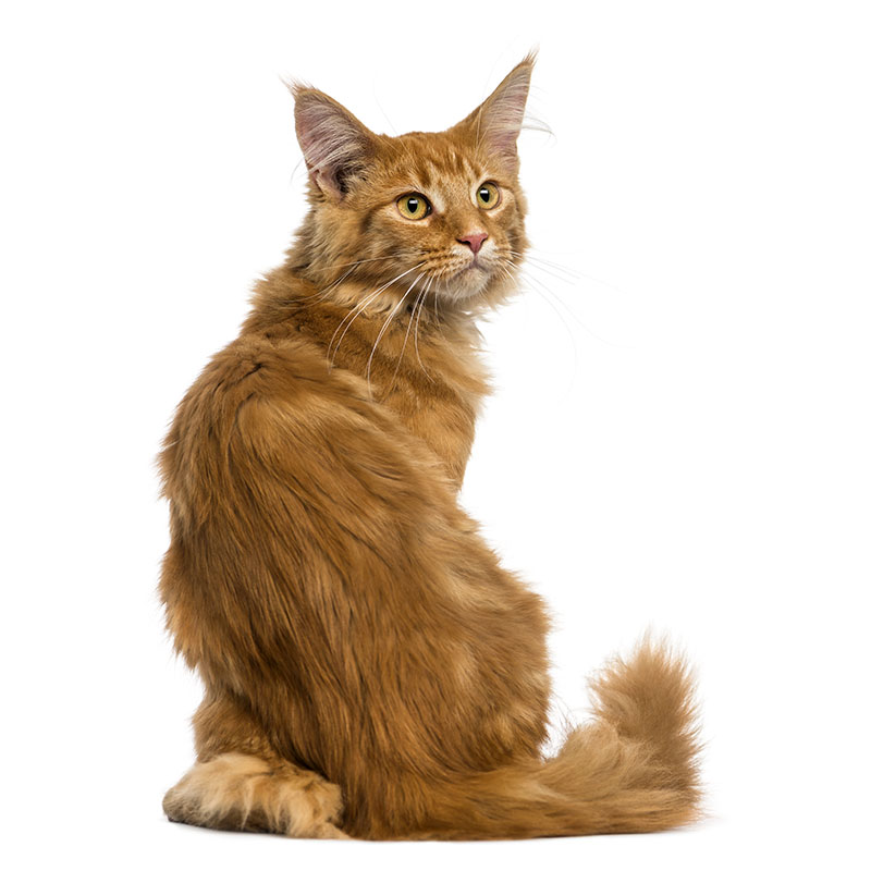 Maine Coon roux (red)
