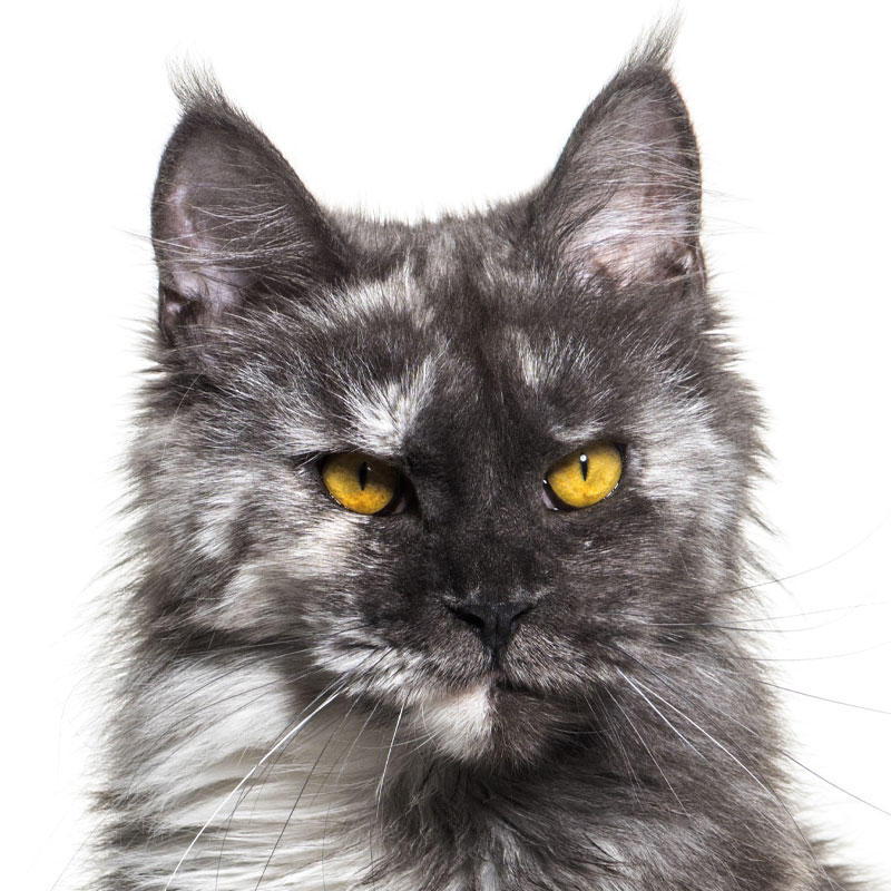 Maine Coon yeux jaunes / or
