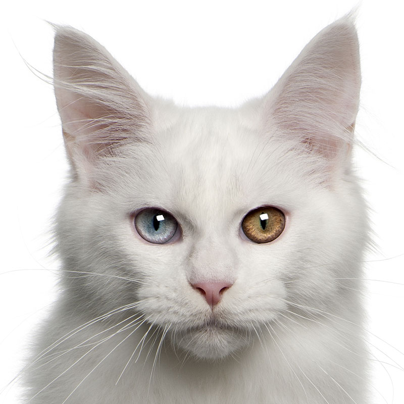 Maine Coon yeux vairons (impairs)