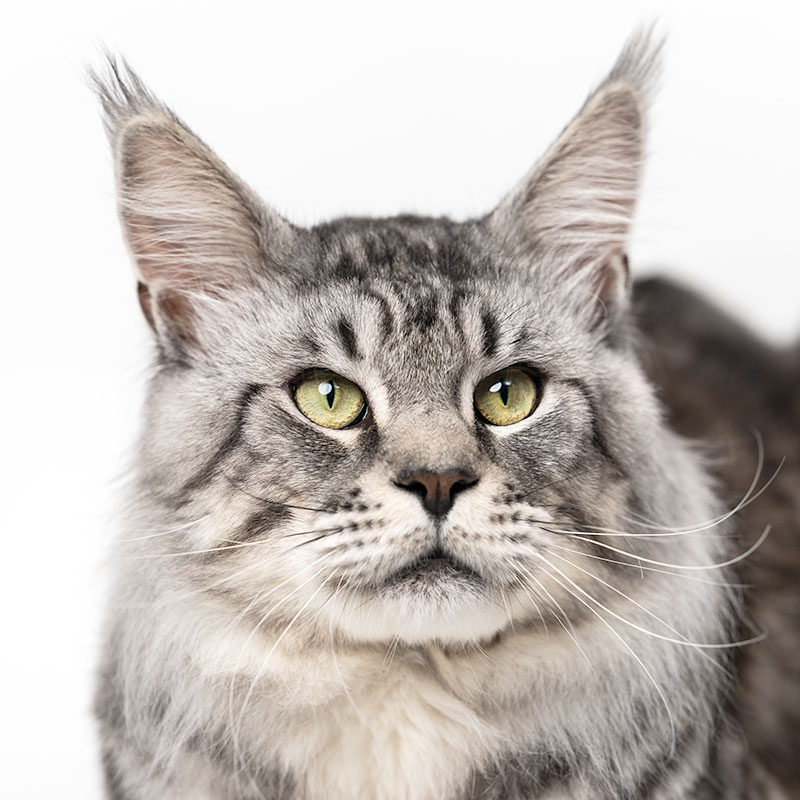 Maine Coon yeux verts
