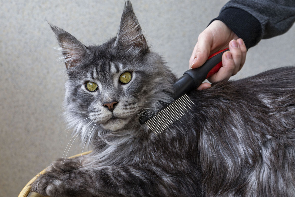 Peigne pour Maine Coon