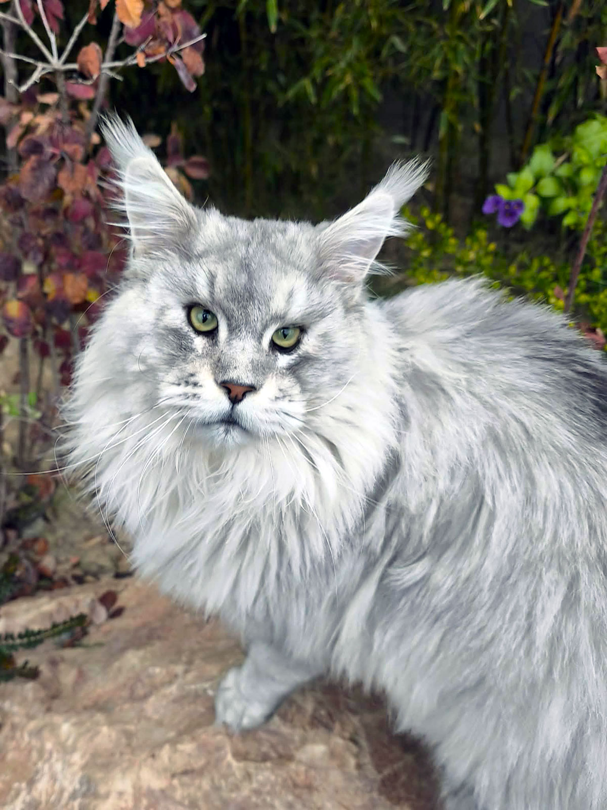 Reproducteurs Maine Coon de la chatterie Ogador