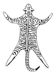 Marquage mackerel (tigré)