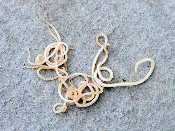 Ver ascarides (Ascaris)