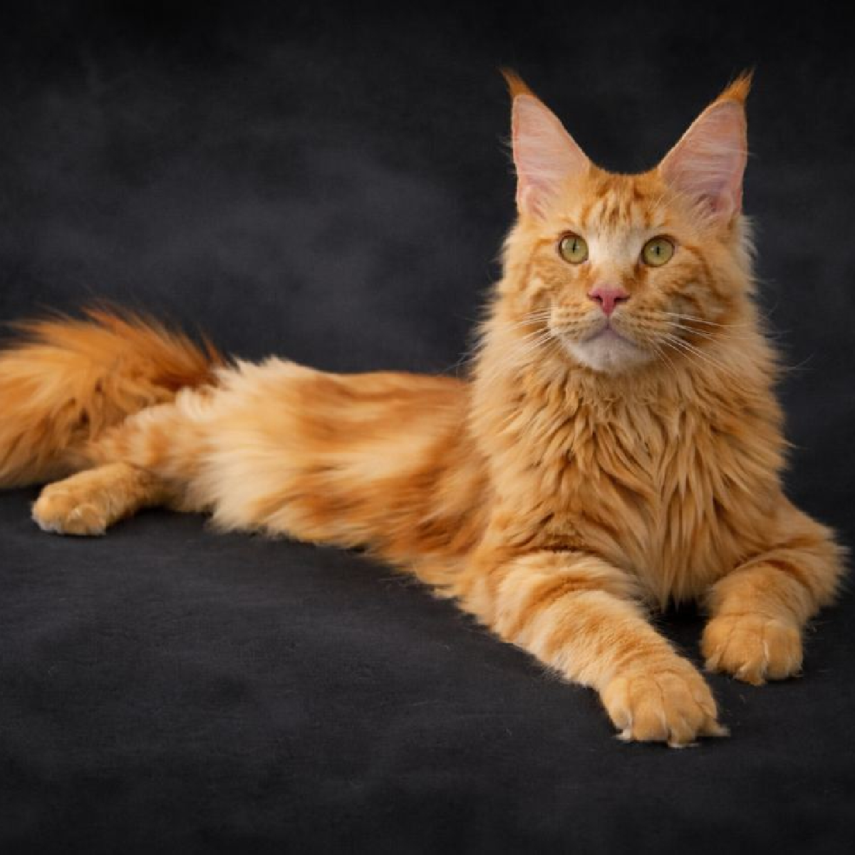 Maine Coon mâle Gérard Captaincoon