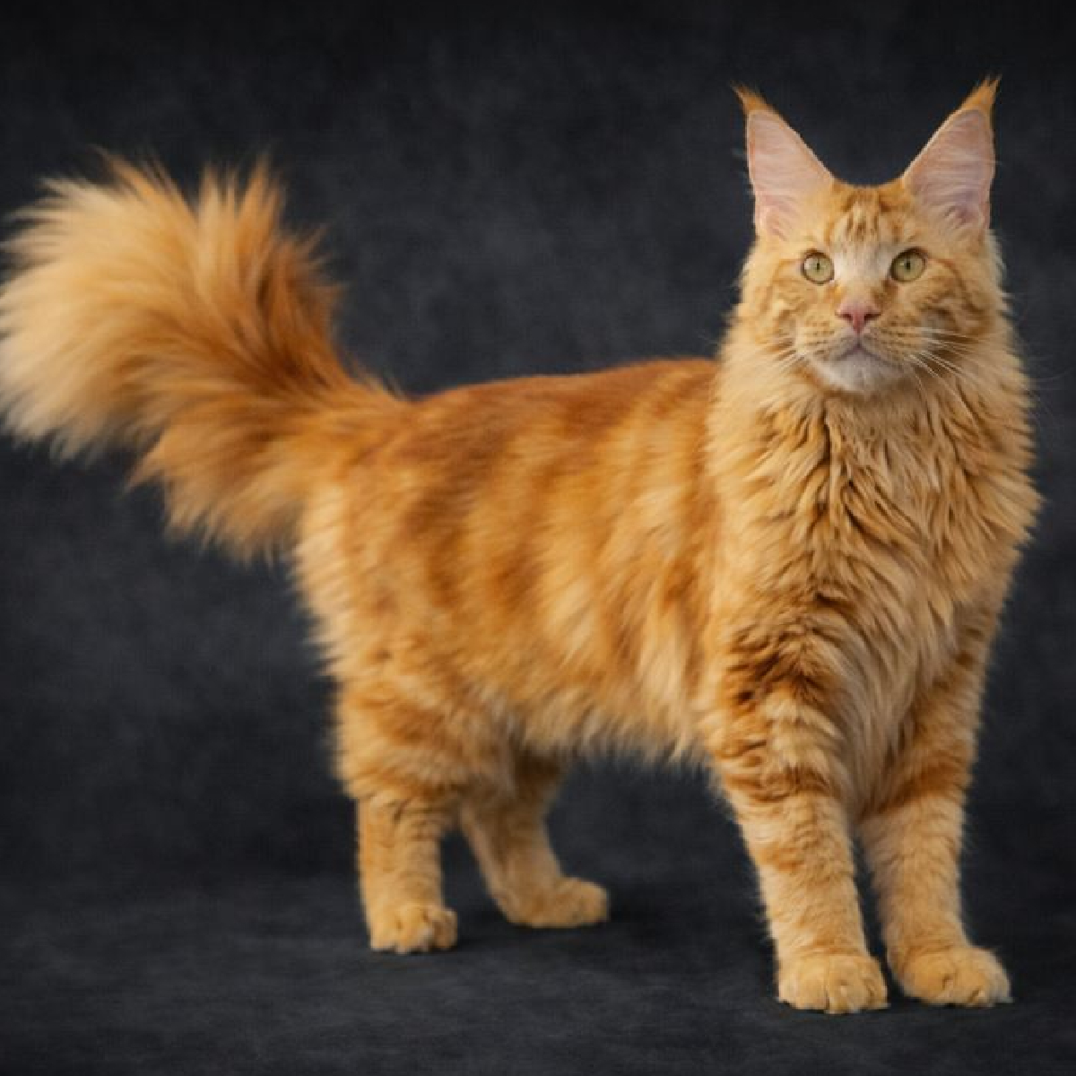 Gerard, chat maine coon male roux