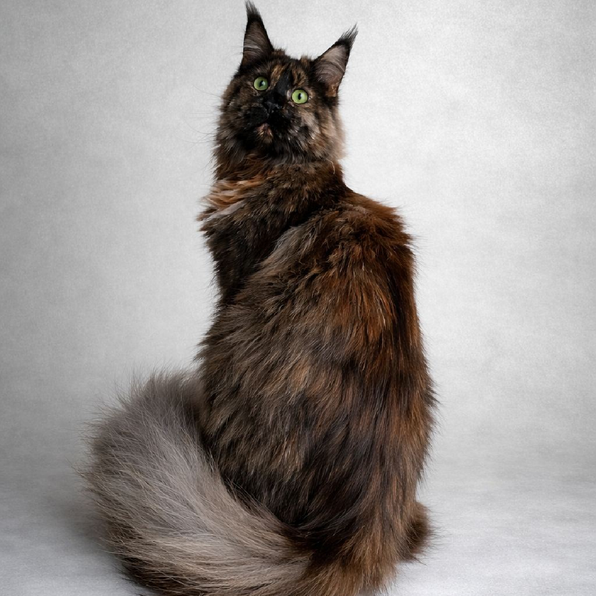 Chatte Maine Coon femelle black tortie smoke