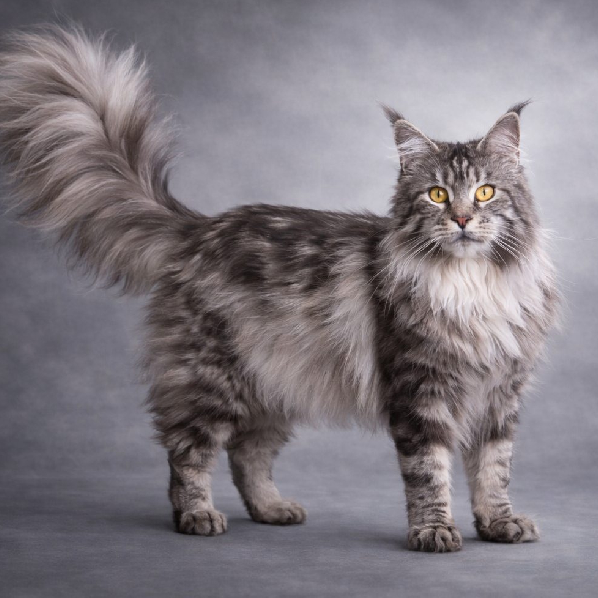 femelle maine coon black silver blotched tabby Moowalk Ora Grey au pelage argenté et marquages larges
