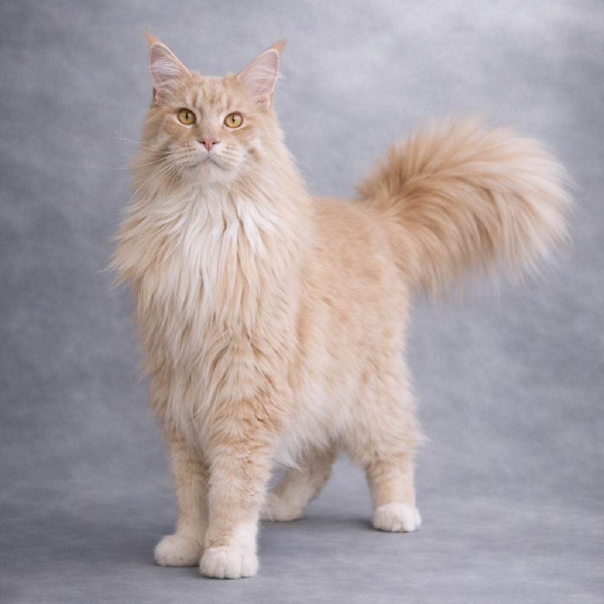 Male Maine Coon crème silver blotched tabby et blanc