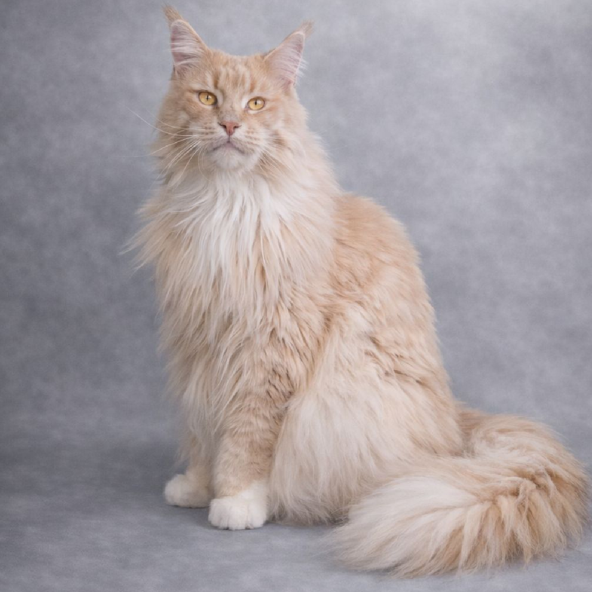 Moonwalk Oslo Jazz Maine Coon Crème silver blotched tabby et blanc mco es 22 09