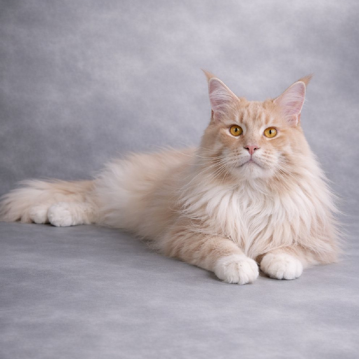 Male Maine Coon crème silver blotched tabby et blanc