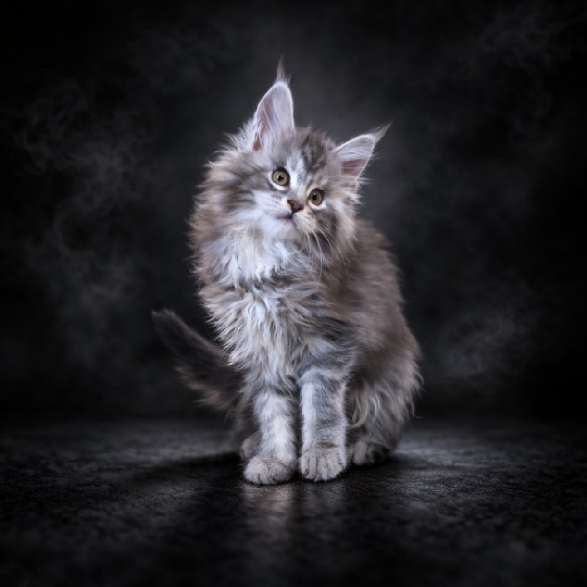 chaton maine coonblack silver blotched tabby femelle-amaya