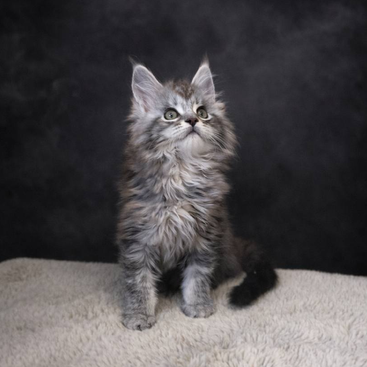 chaton maine coonblack silver blotched tabby femelle-amaya