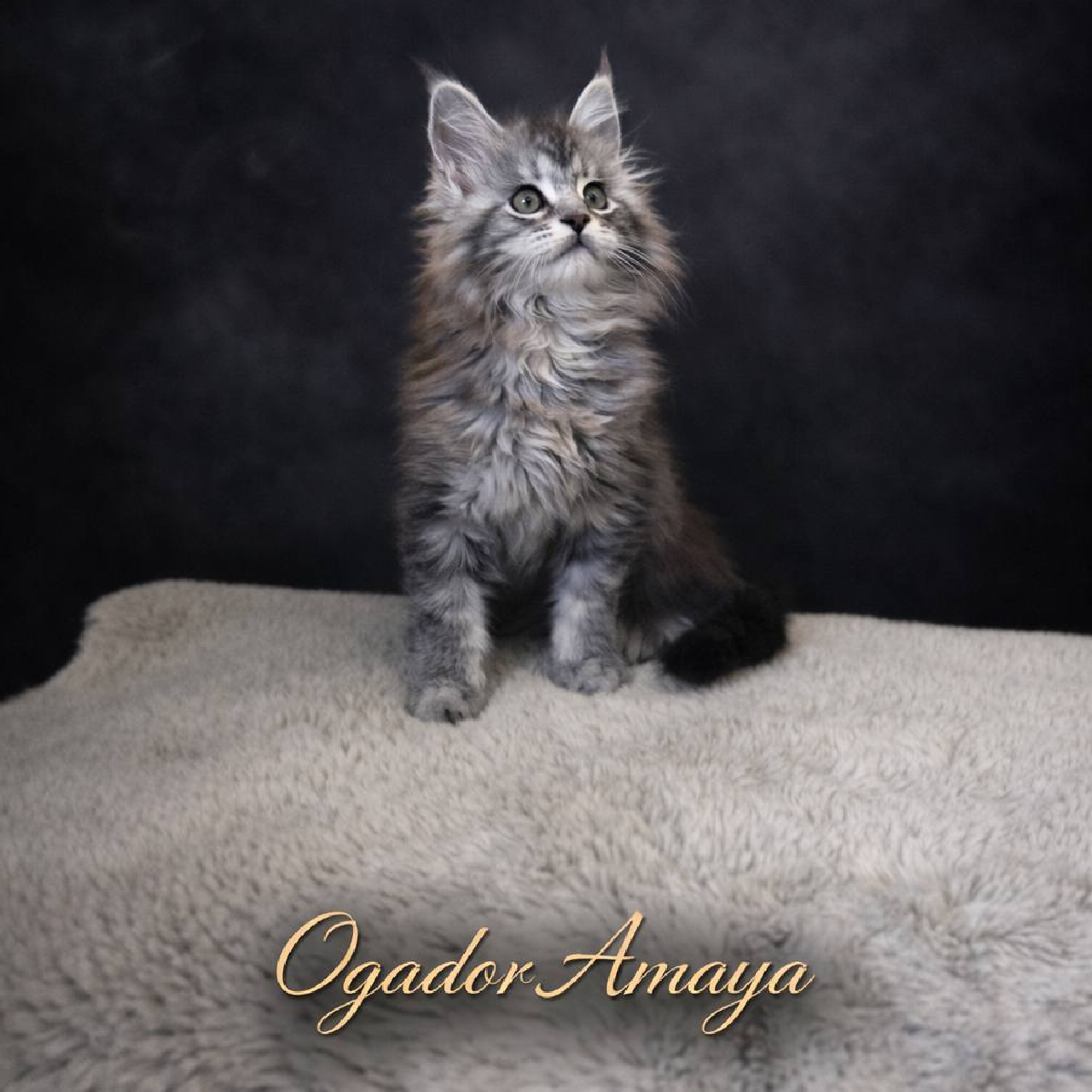 Amaya chaton Maine Coon Femelle Black silver blotched tabby