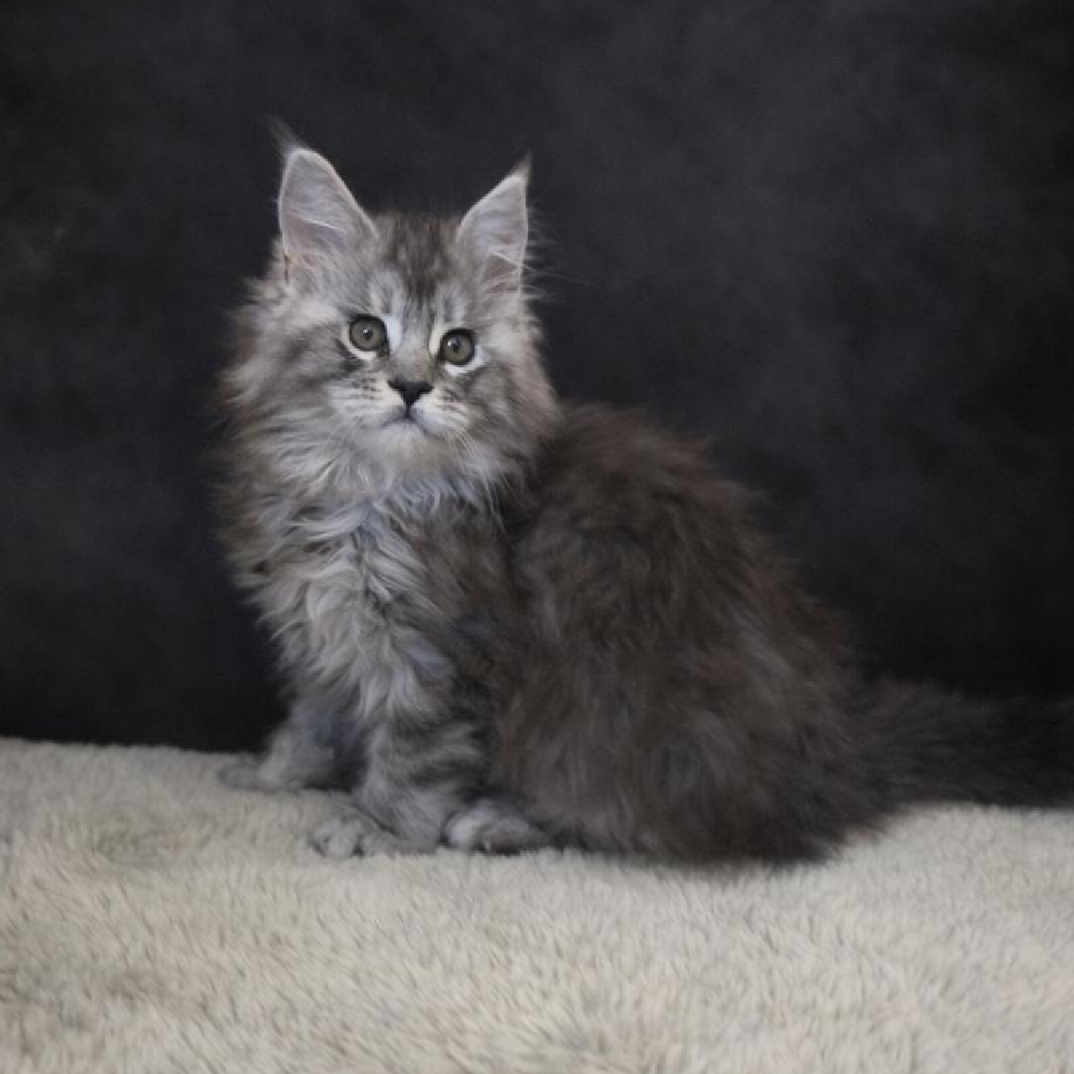 Amazone chaton Maine Coon Femelle Black silver blotched tabby