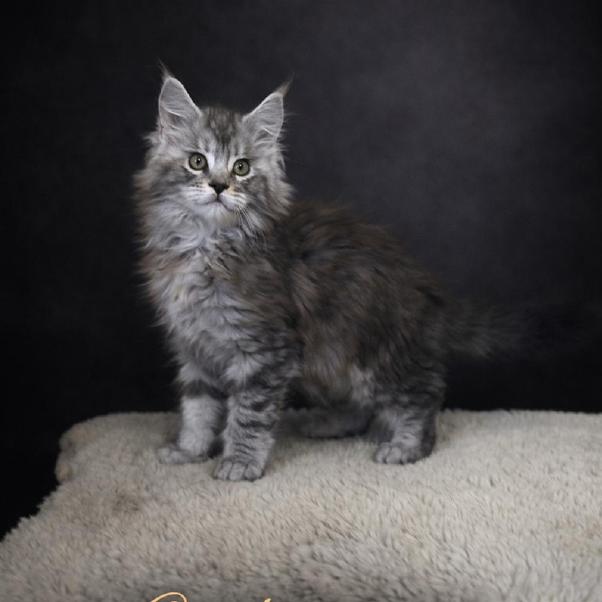 chaton maine coon black silver blotched tabby nommee amazone