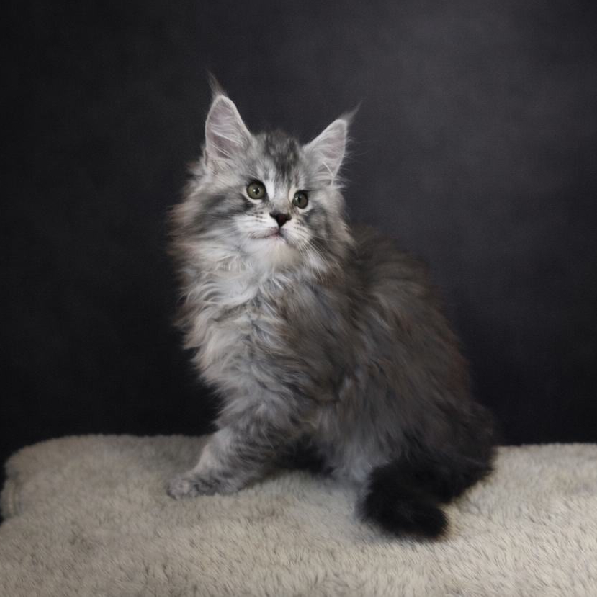 chaton maine coon black silver blotched tabby nommee amazone