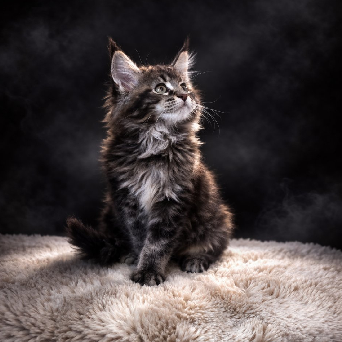 chaton maine coon male brown blotched tabby-ogador arturo