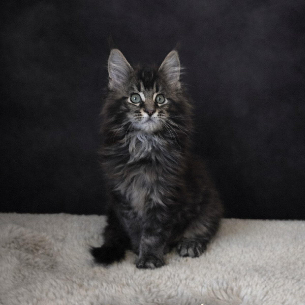 chaton maine coon male brown blotched tabby-ogador arturo