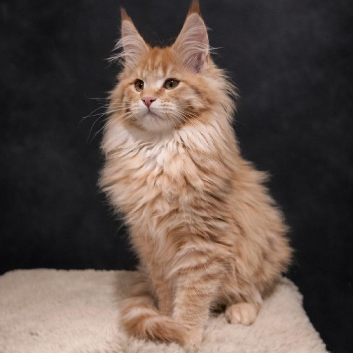 Arya chaton Maine Coon Femelle Red Smoke