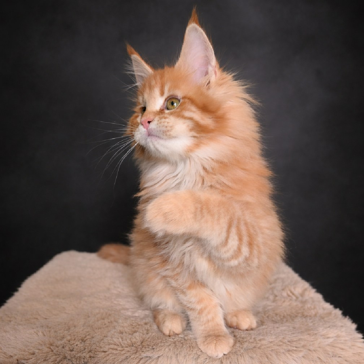 chaton maine coon femelle red smoke