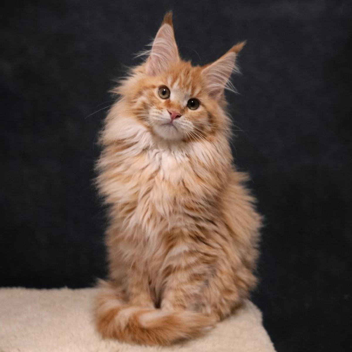 chaton maine coon femelle red smoke