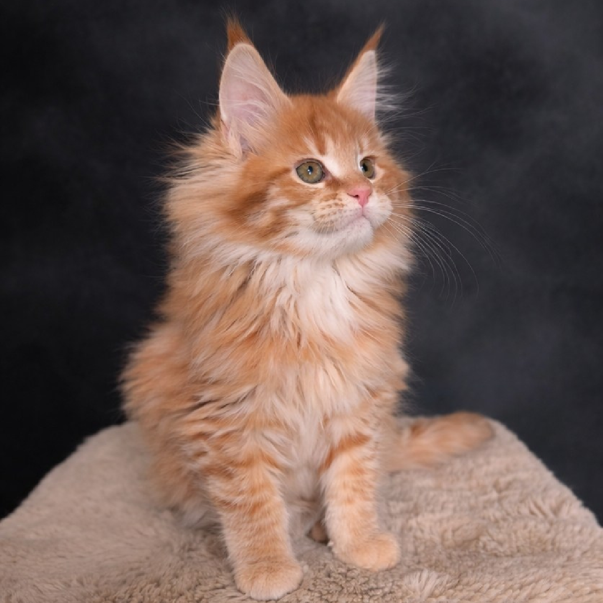 chaton maine coon femelle red smoke