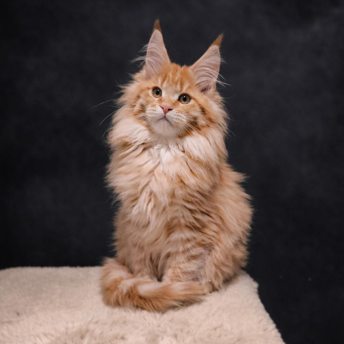 chaton maine coon femelle red smoke