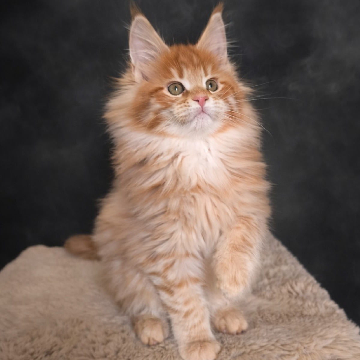 chaton maine coon femelle red smoke