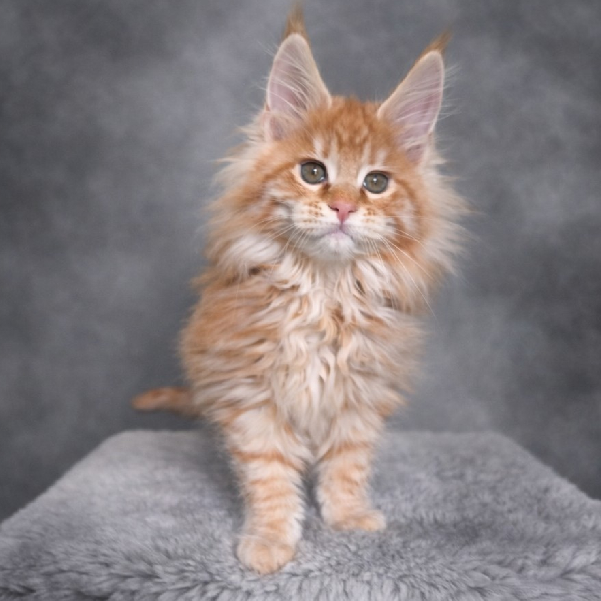 chaton maine coon femelle red smoke