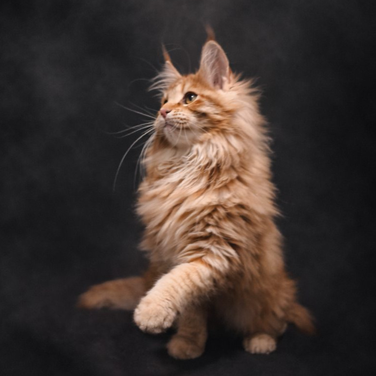 chaton maine coon femelle red smoke