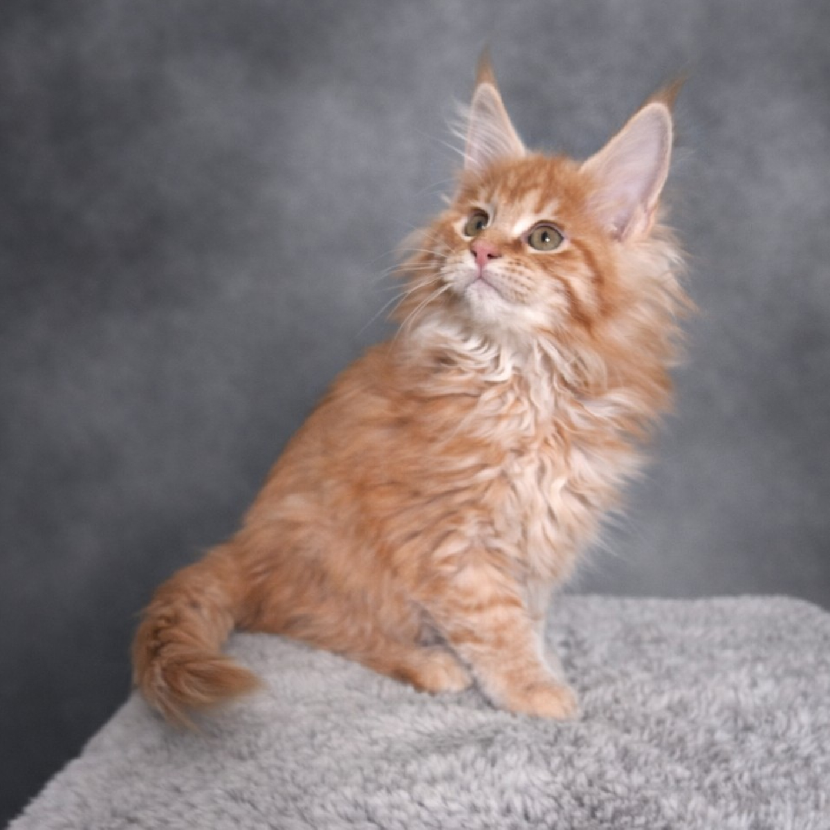 chaton maine coon femelle red smoke
