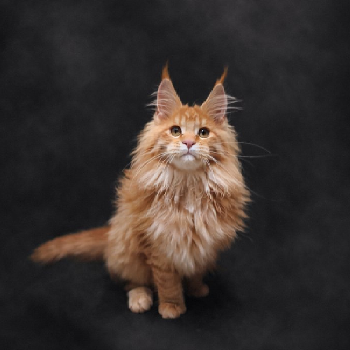 chaton maine coon femelle red smoke