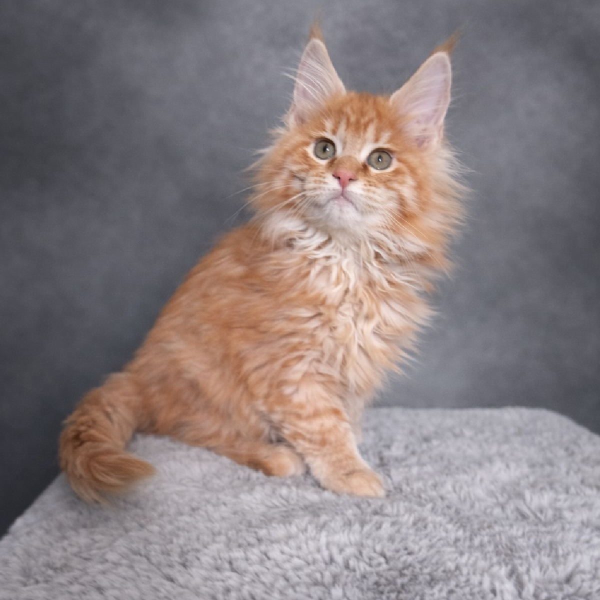 chaton maine coon femelle red smoke
